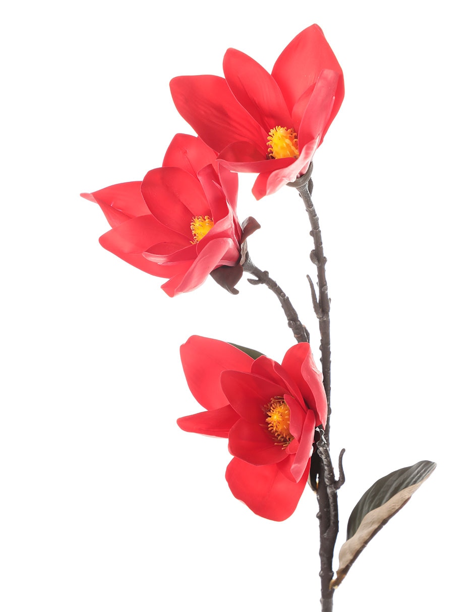 Magnolias 3
