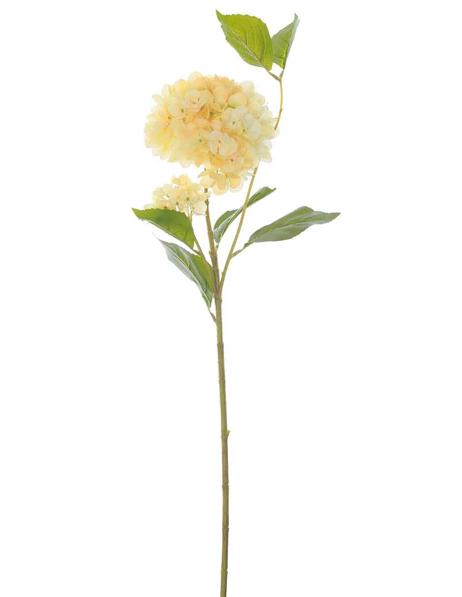 Hortensia 1