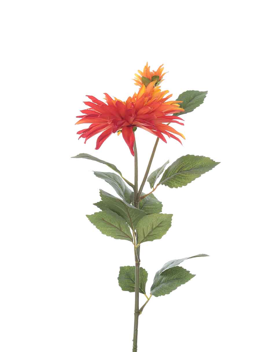 Dalia