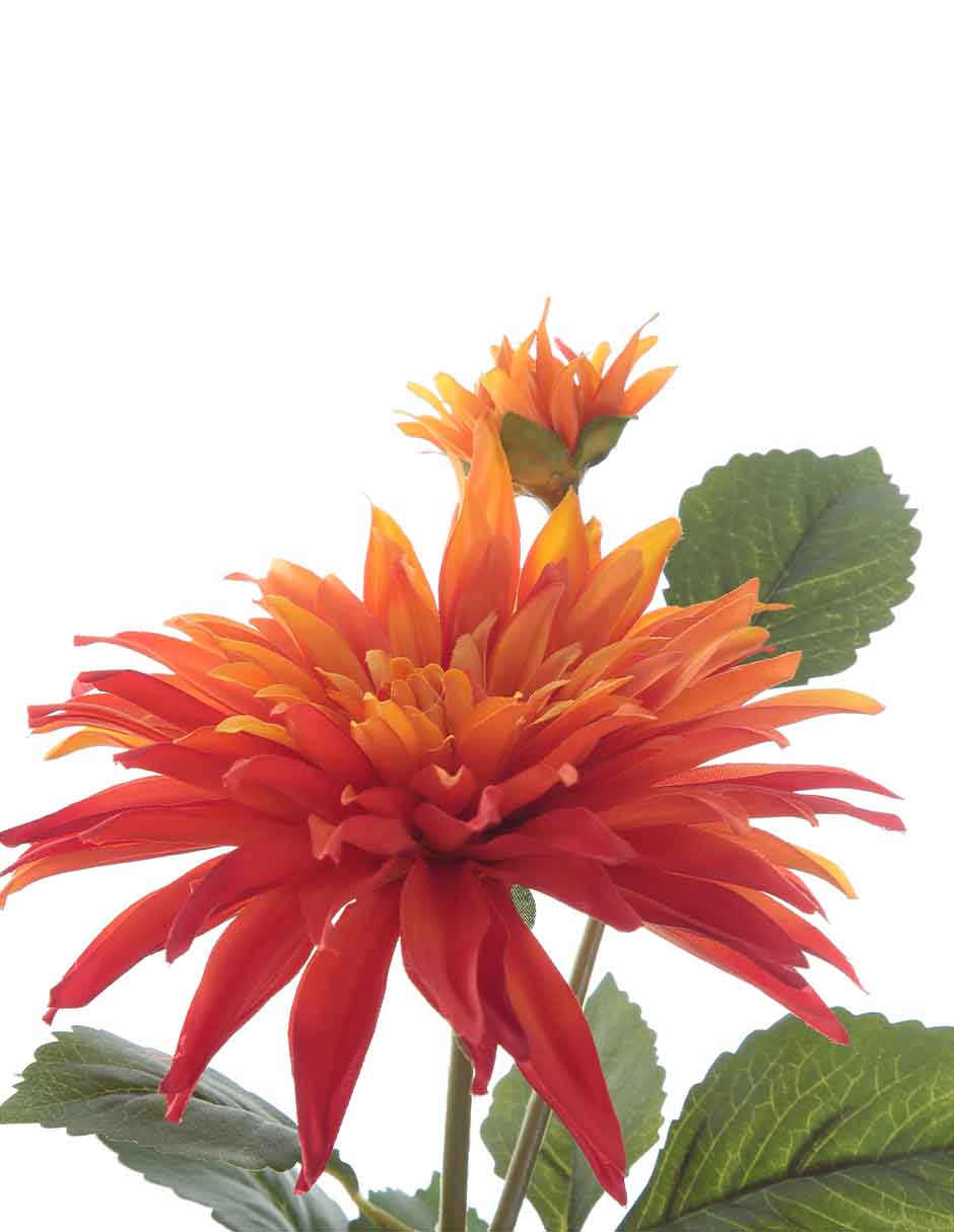 Dalia