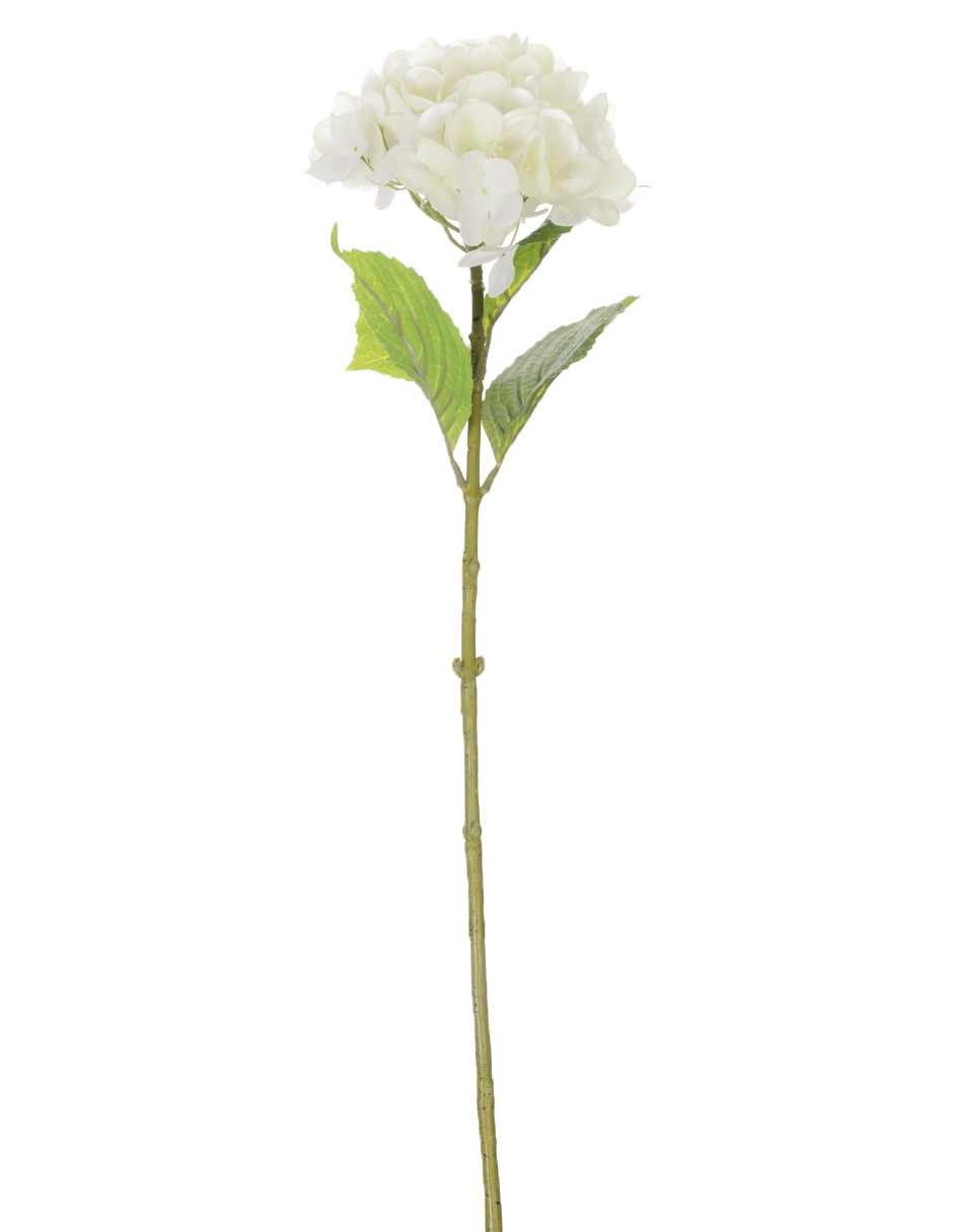 Hortensia 1