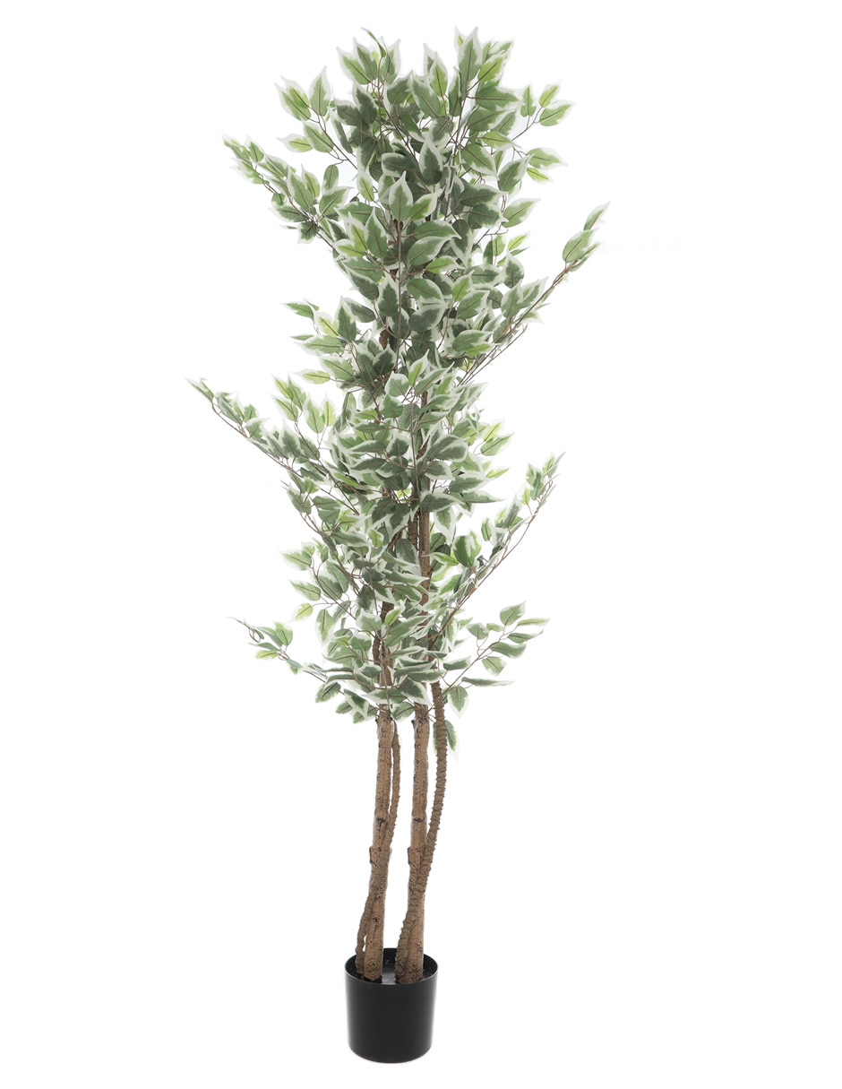 Árbol 1