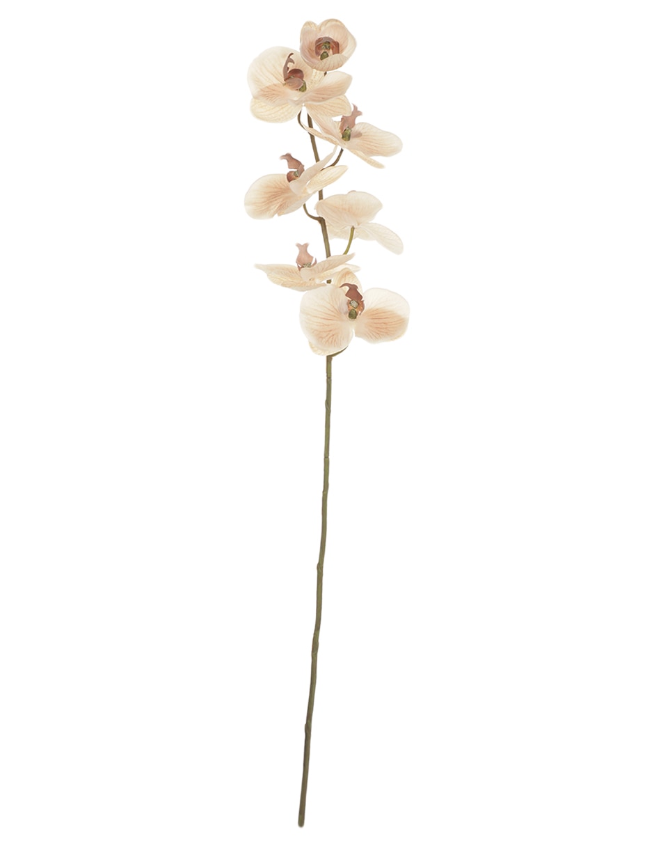 Orquídea 1