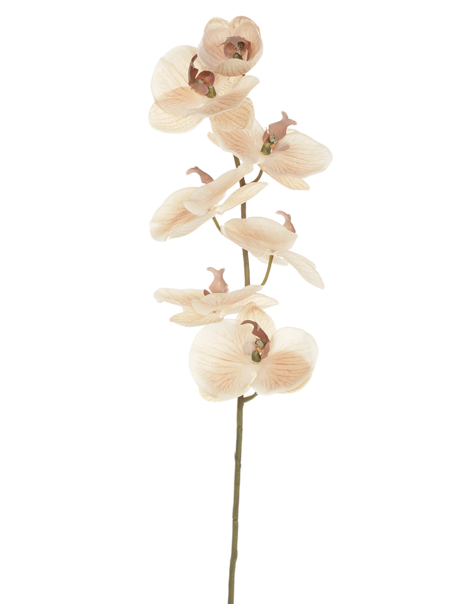 Orquídea
