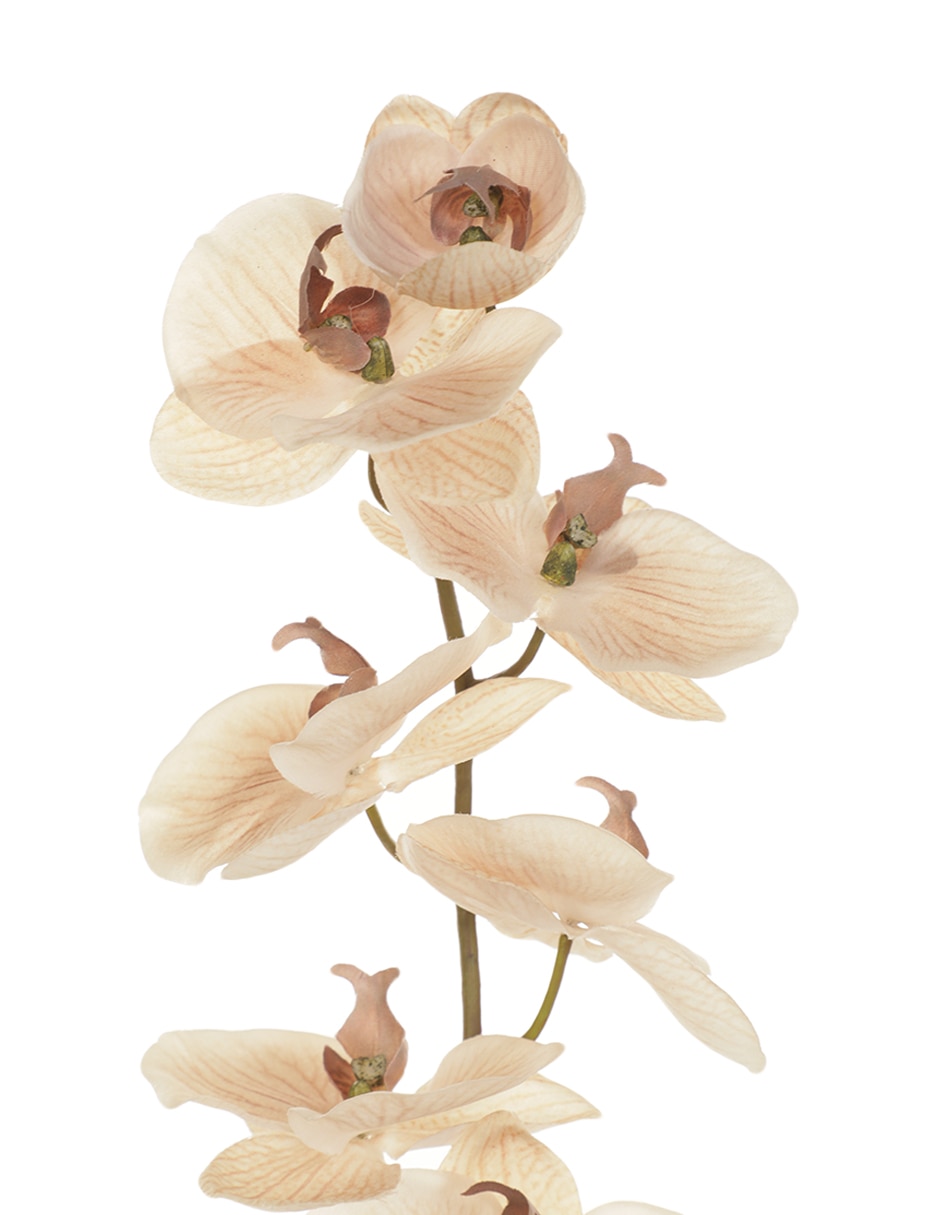 Orquídea