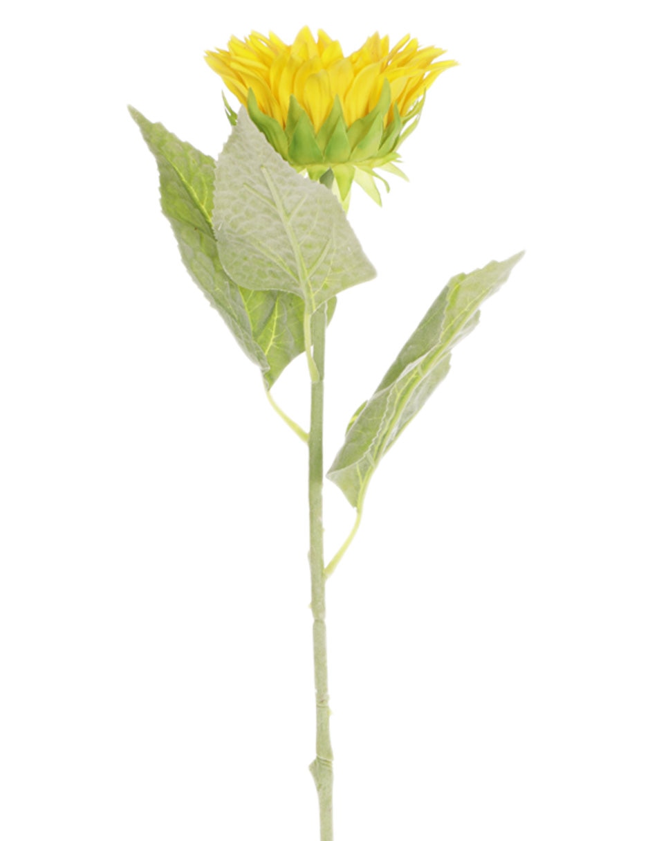 Girasol 2