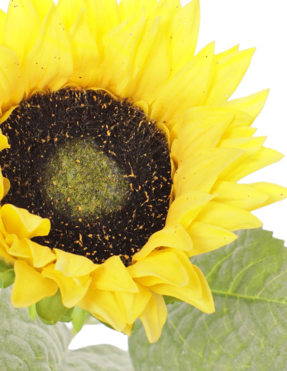 Girasol 3