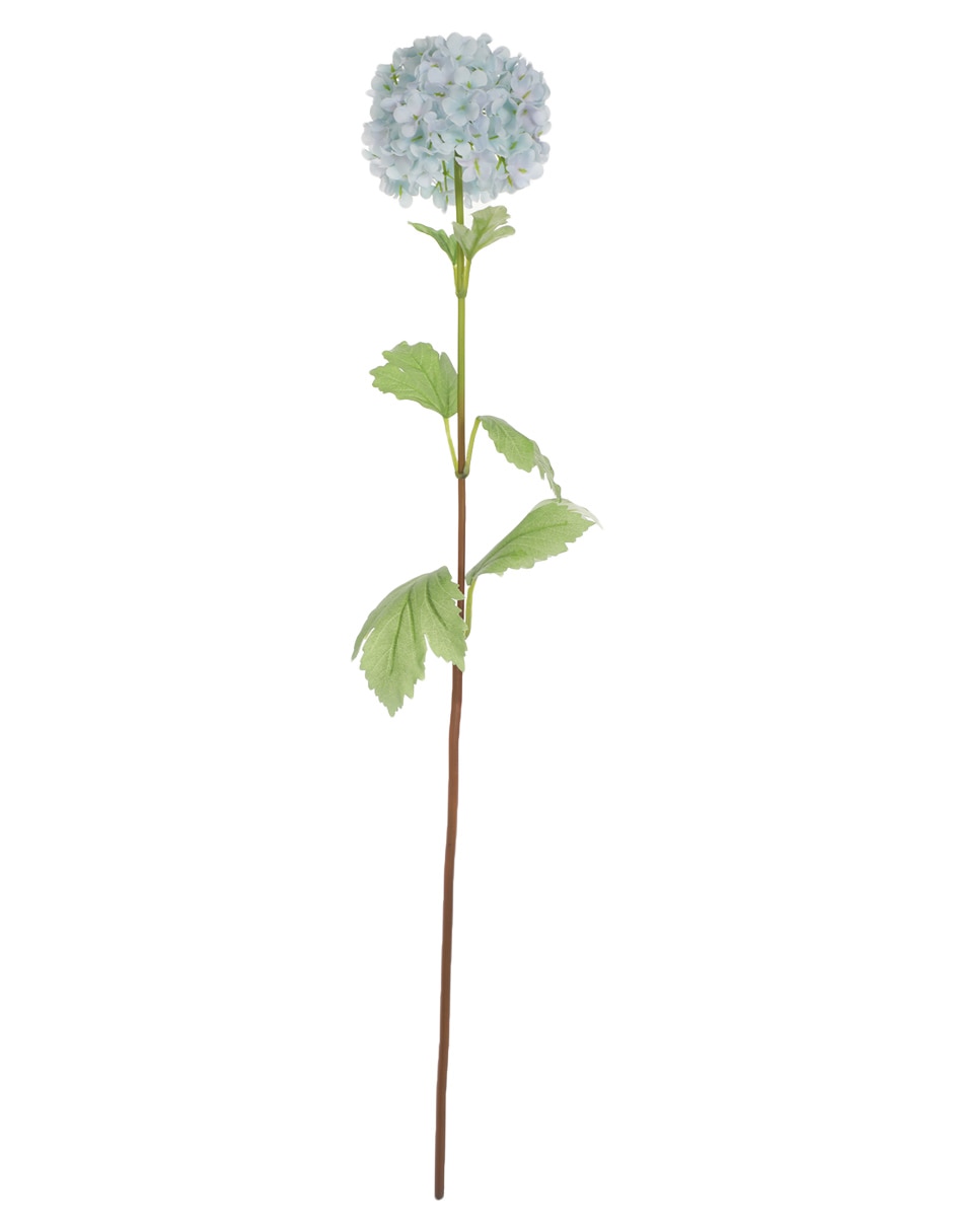 Hortensia 1