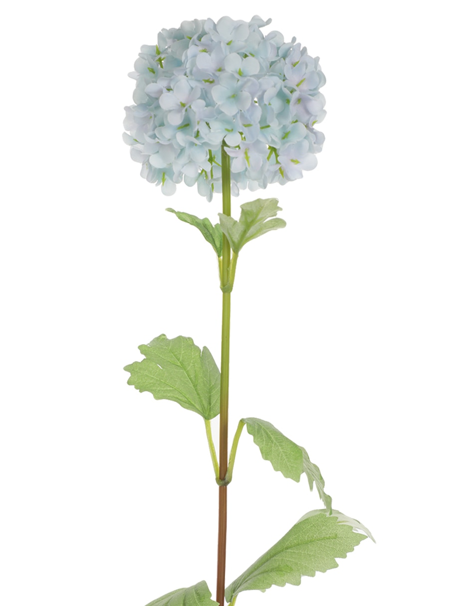 Hortensia