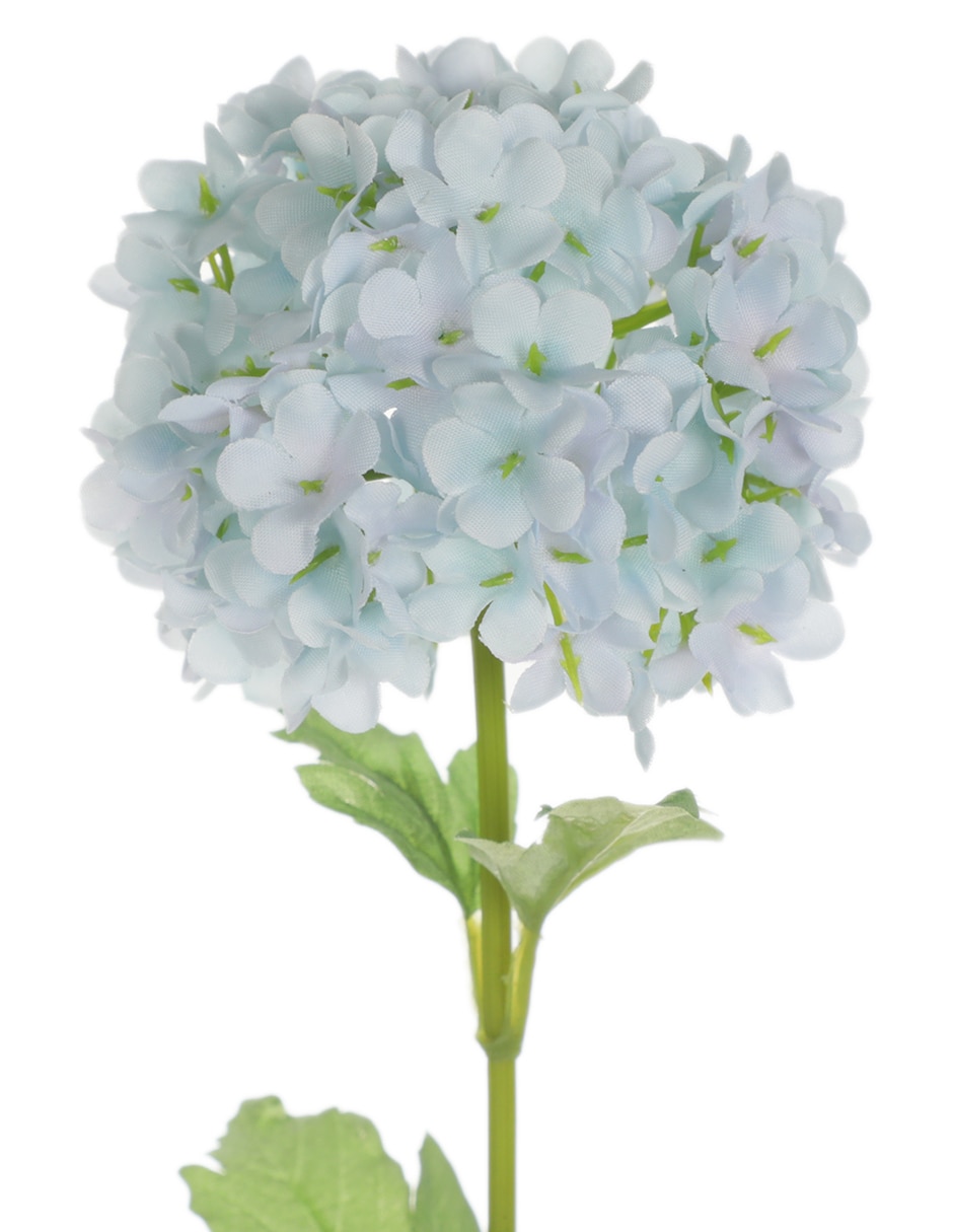 Hortensia