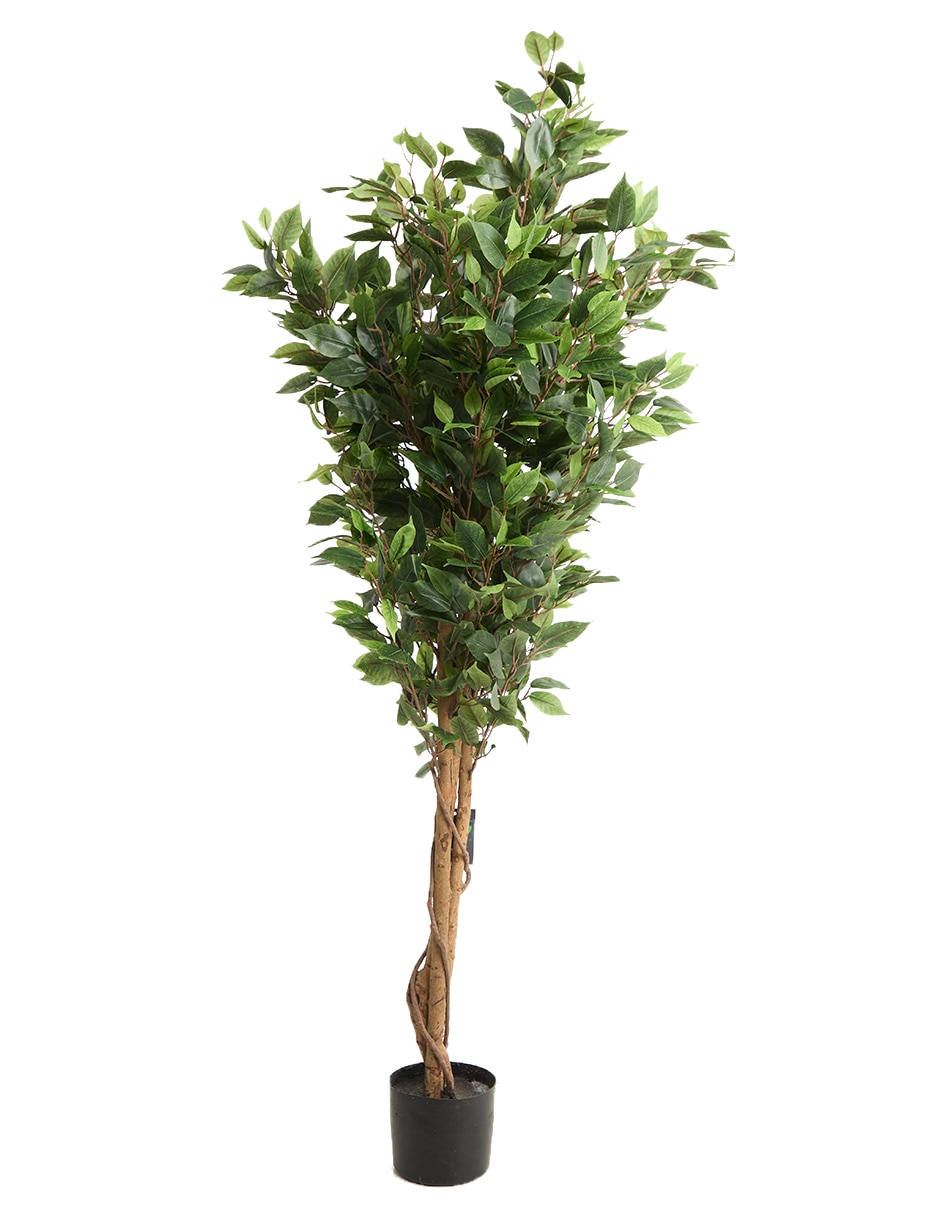 Árbol 1