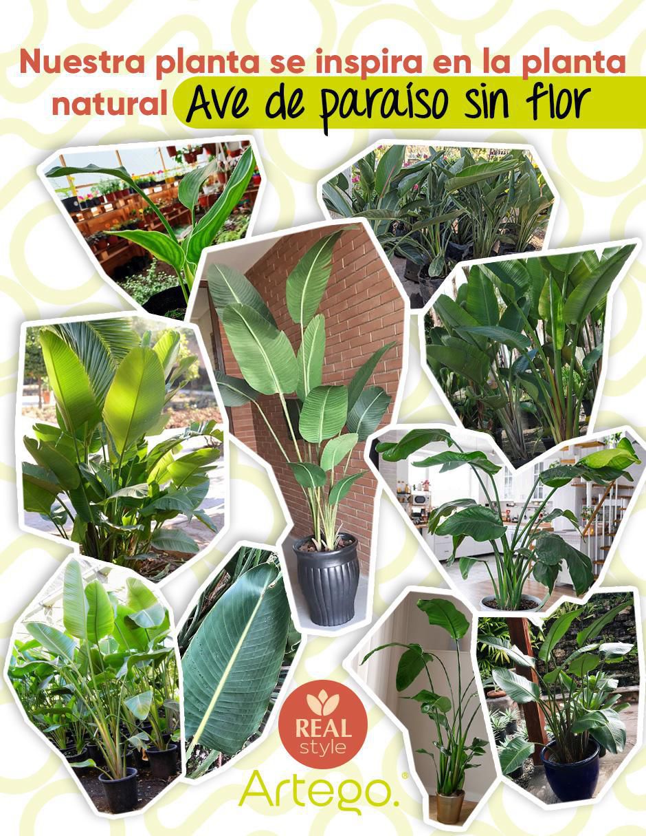 Ave paraíso artificial 3
