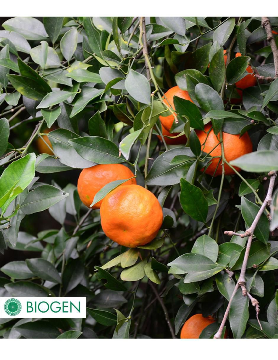 Fertilizante para todo tipo de plantas y césped 24710 7