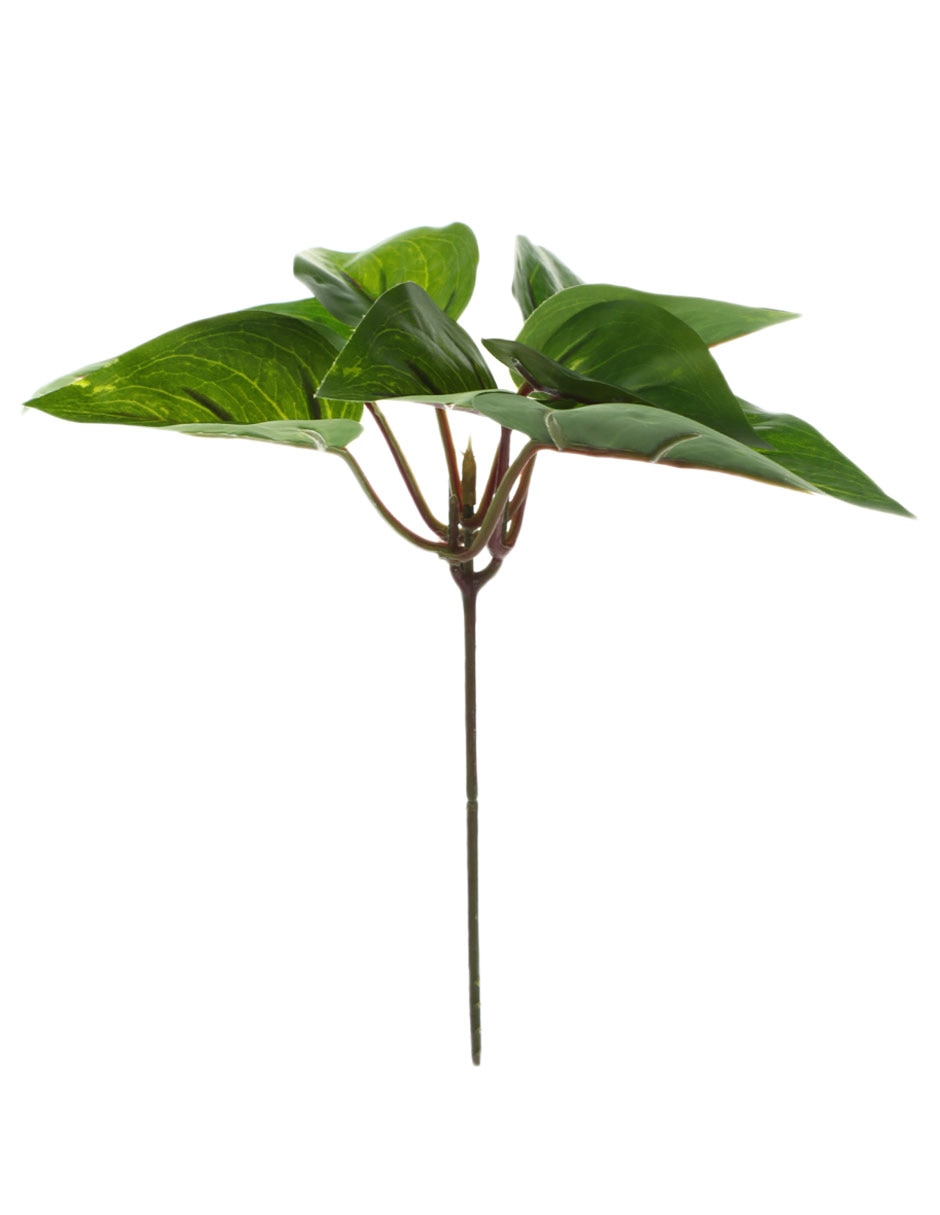Ramo de pothos pick