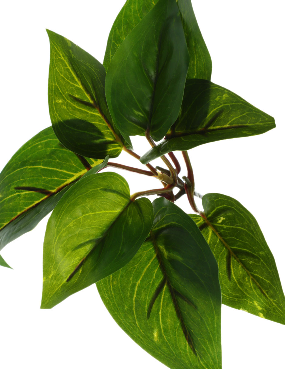 Ramo de pothos pick 2