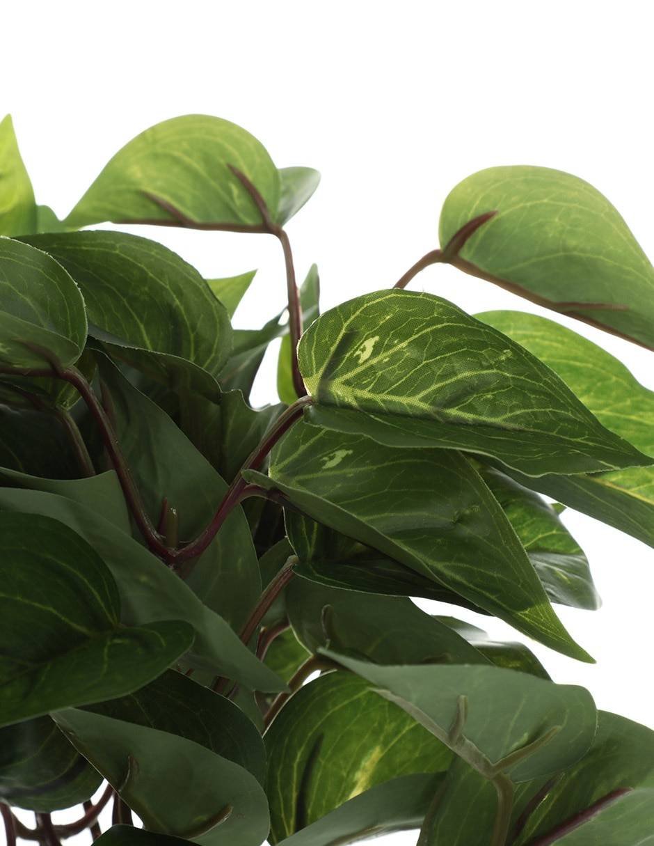 Ramo de pothos pick 2