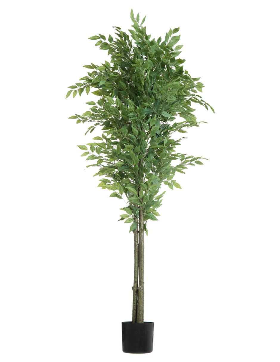 Árbol 1