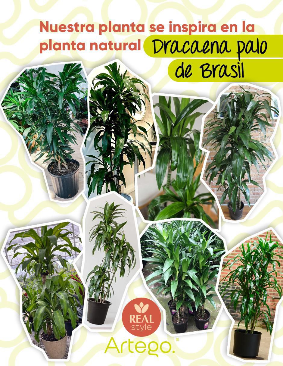 Palo de brasil artificial con maceta 3