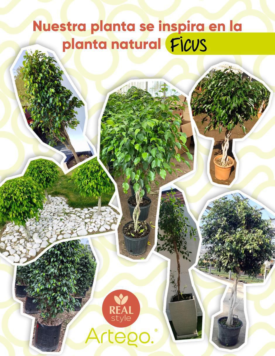 Ficus artificial con maceta 3