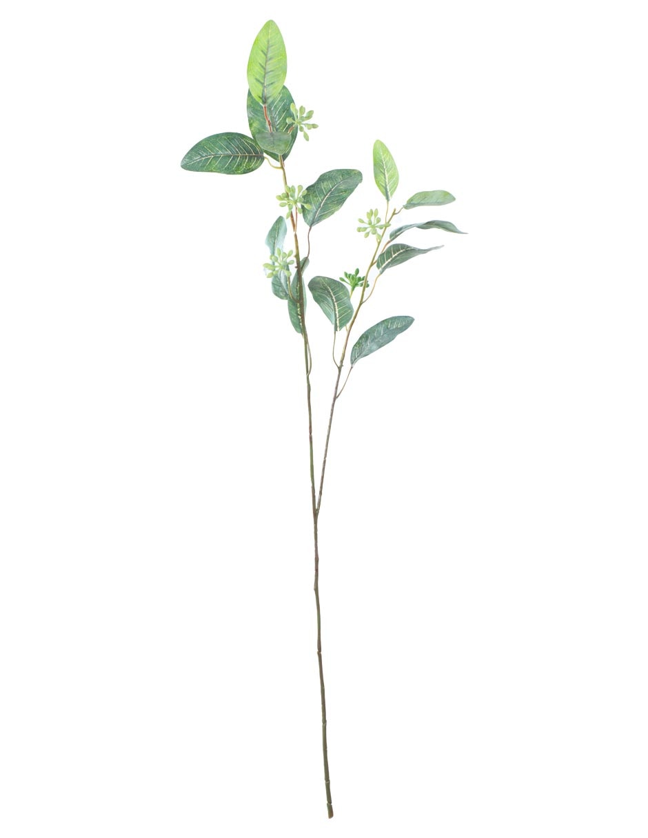 Eucalipto decorativa Eucalipto decorativa