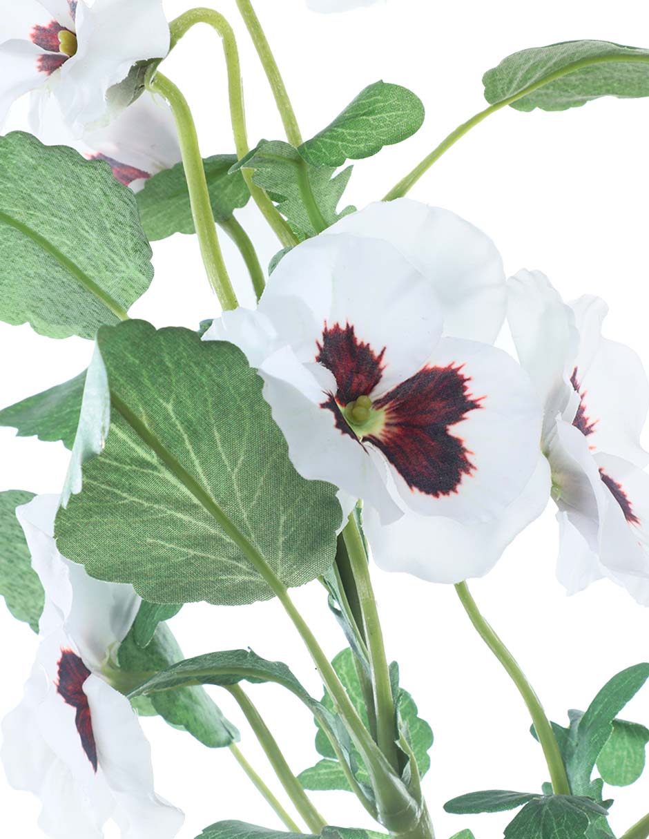 Pansy 2