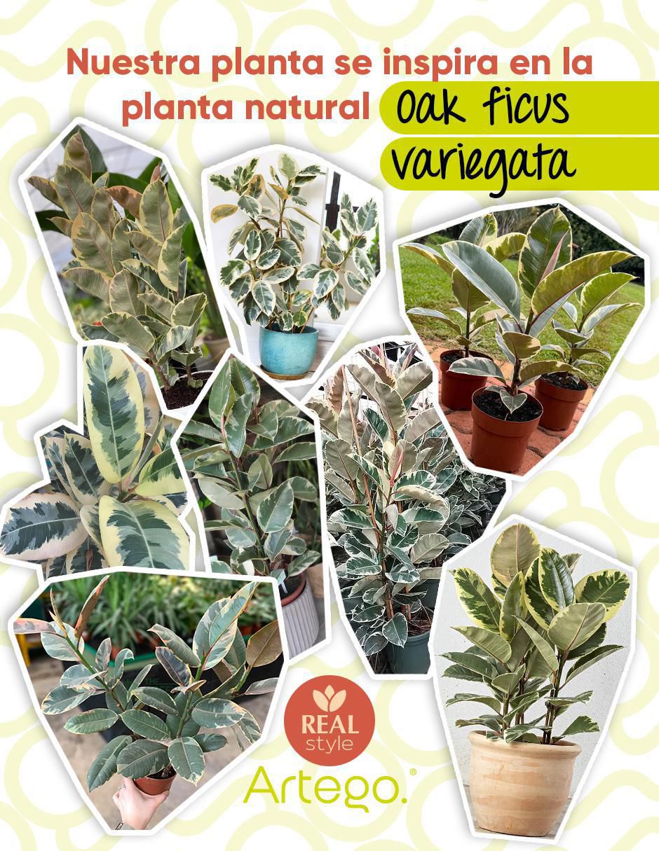 Ficus artificial 3
