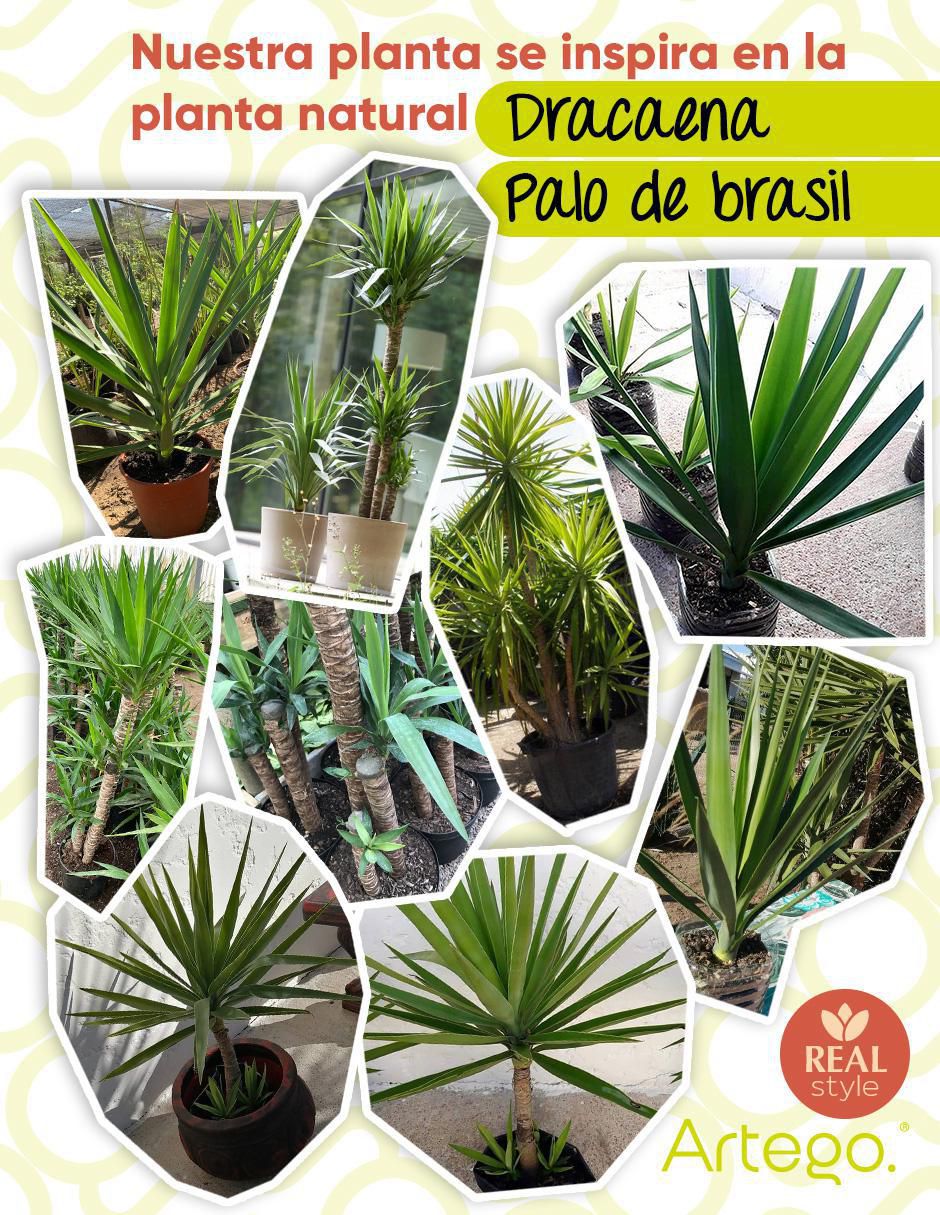 Palo de brasil artificial 3