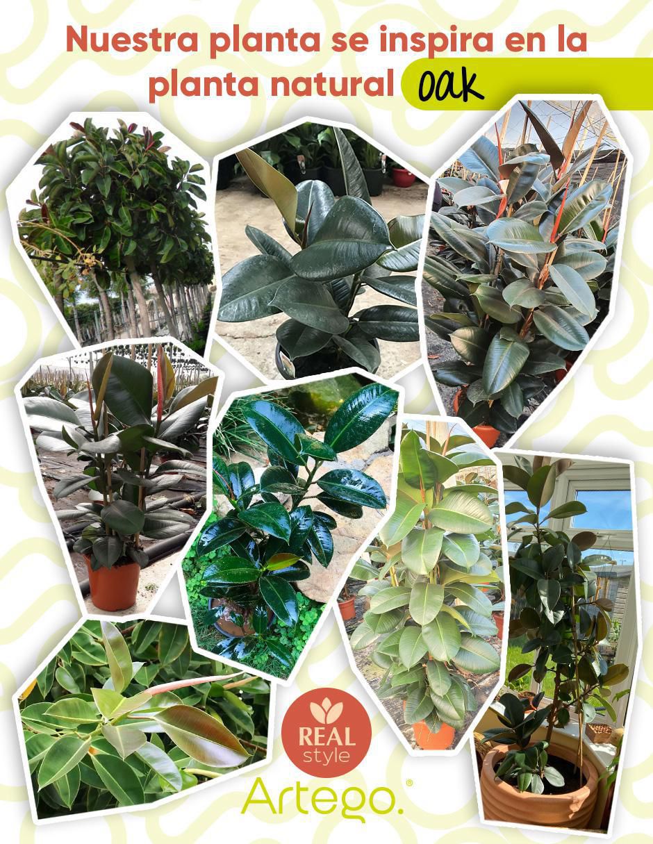 Ficus artificial 4