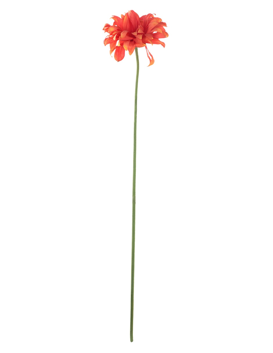 Gerbera
