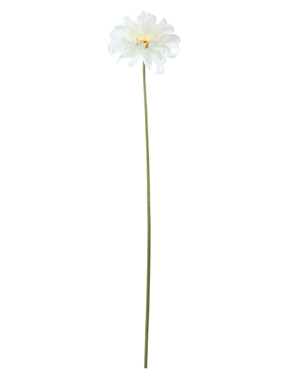 Gerbera