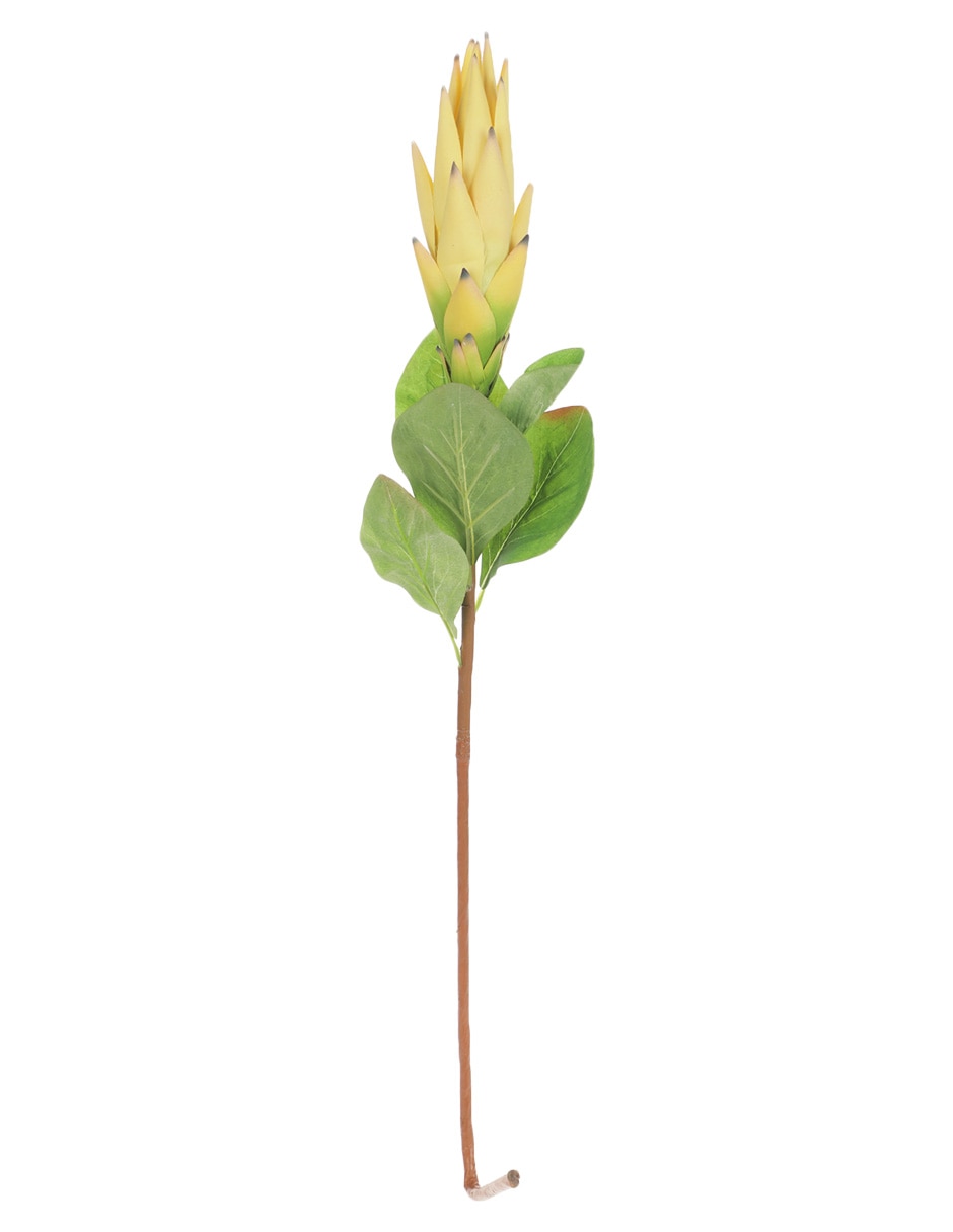 Protea