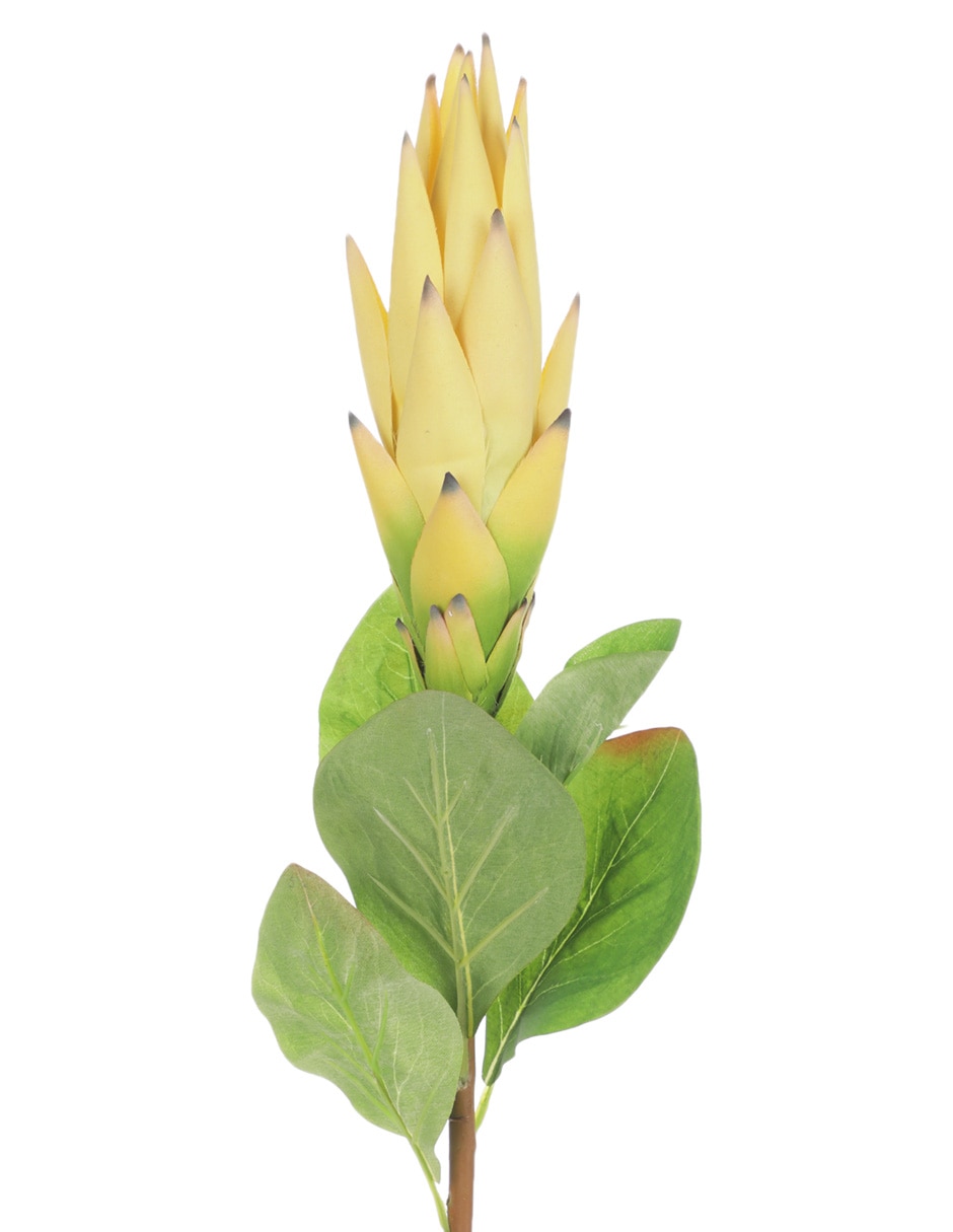 Protea 2