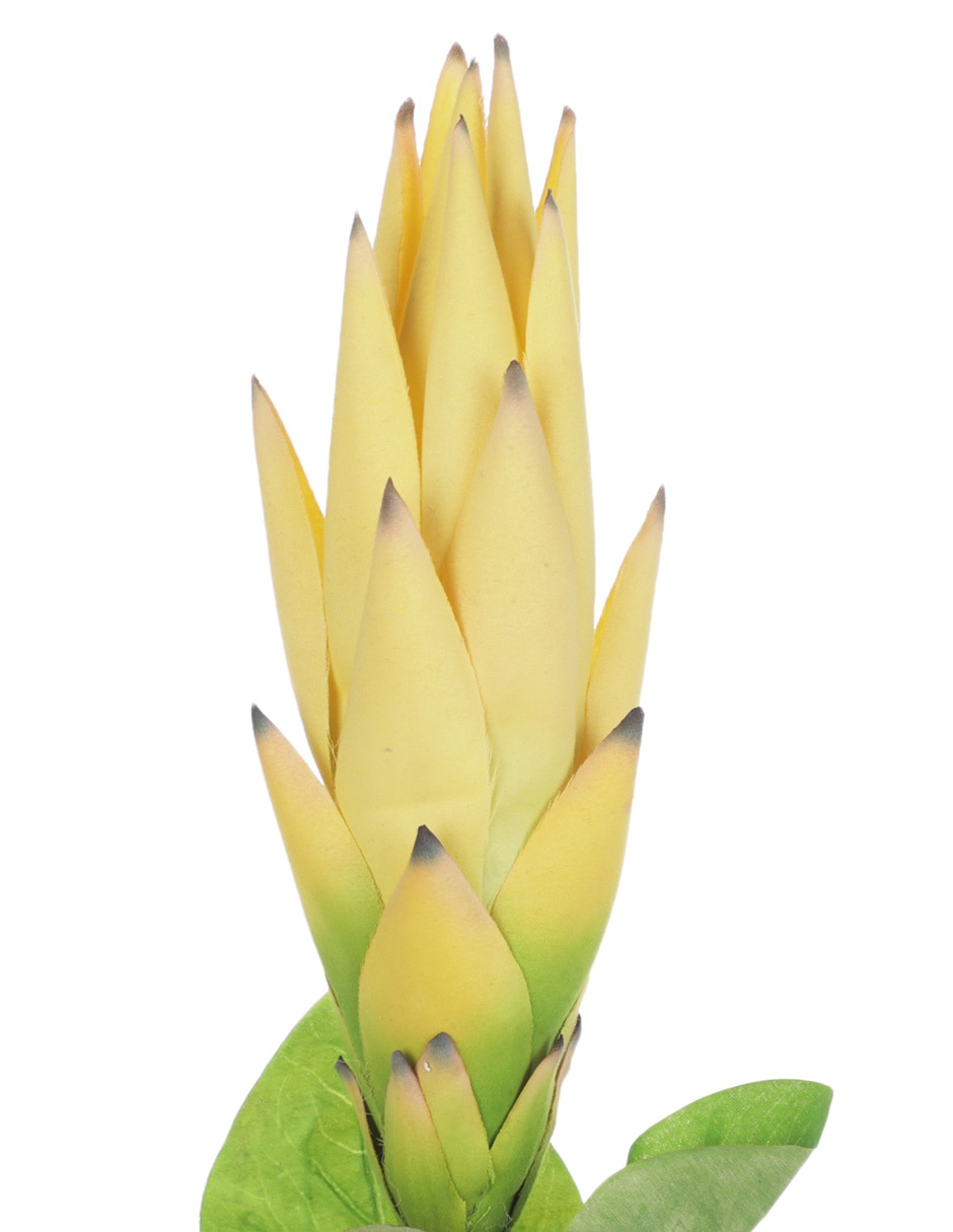 Protea 3
