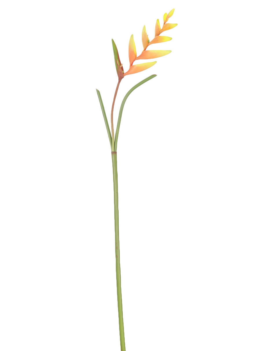 Vara de heliconia
