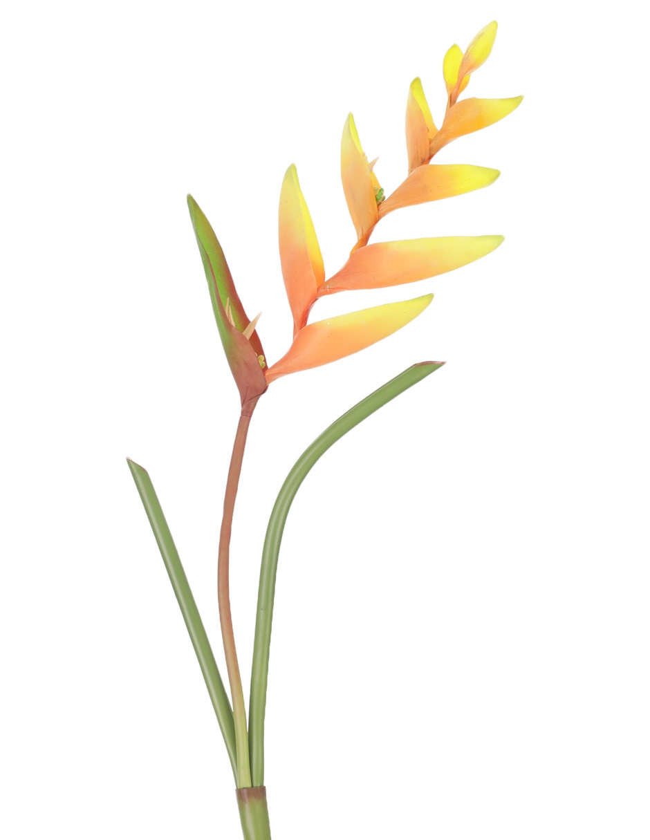 Vara de heliconia 2