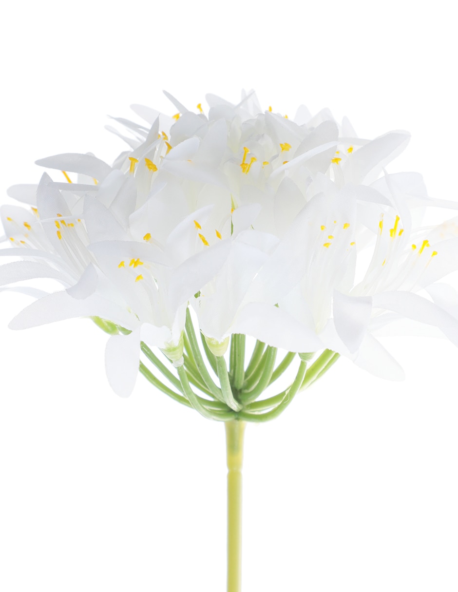 Nerine Tropical 3