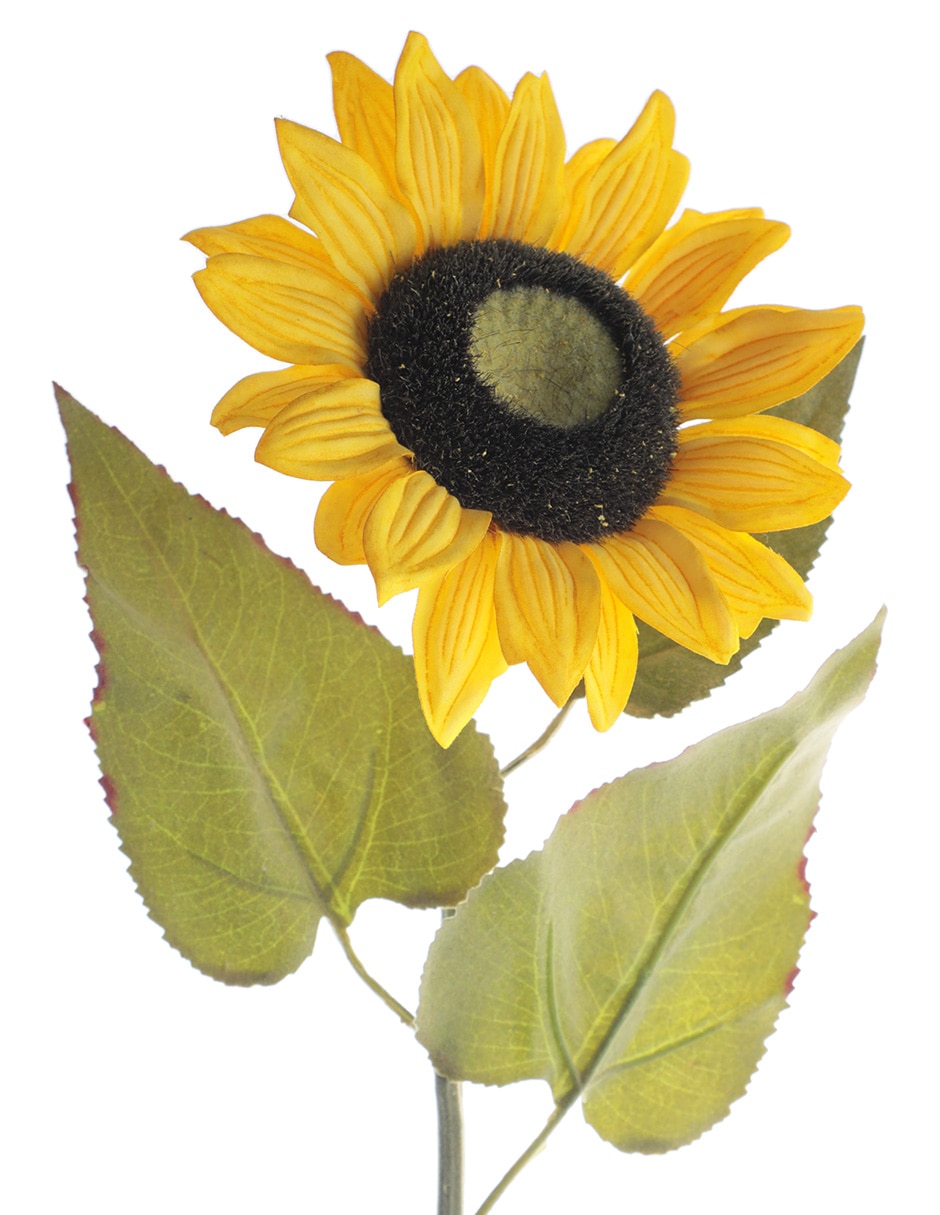 Girasol 2
