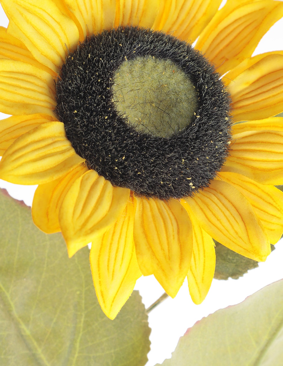 Girasol 3