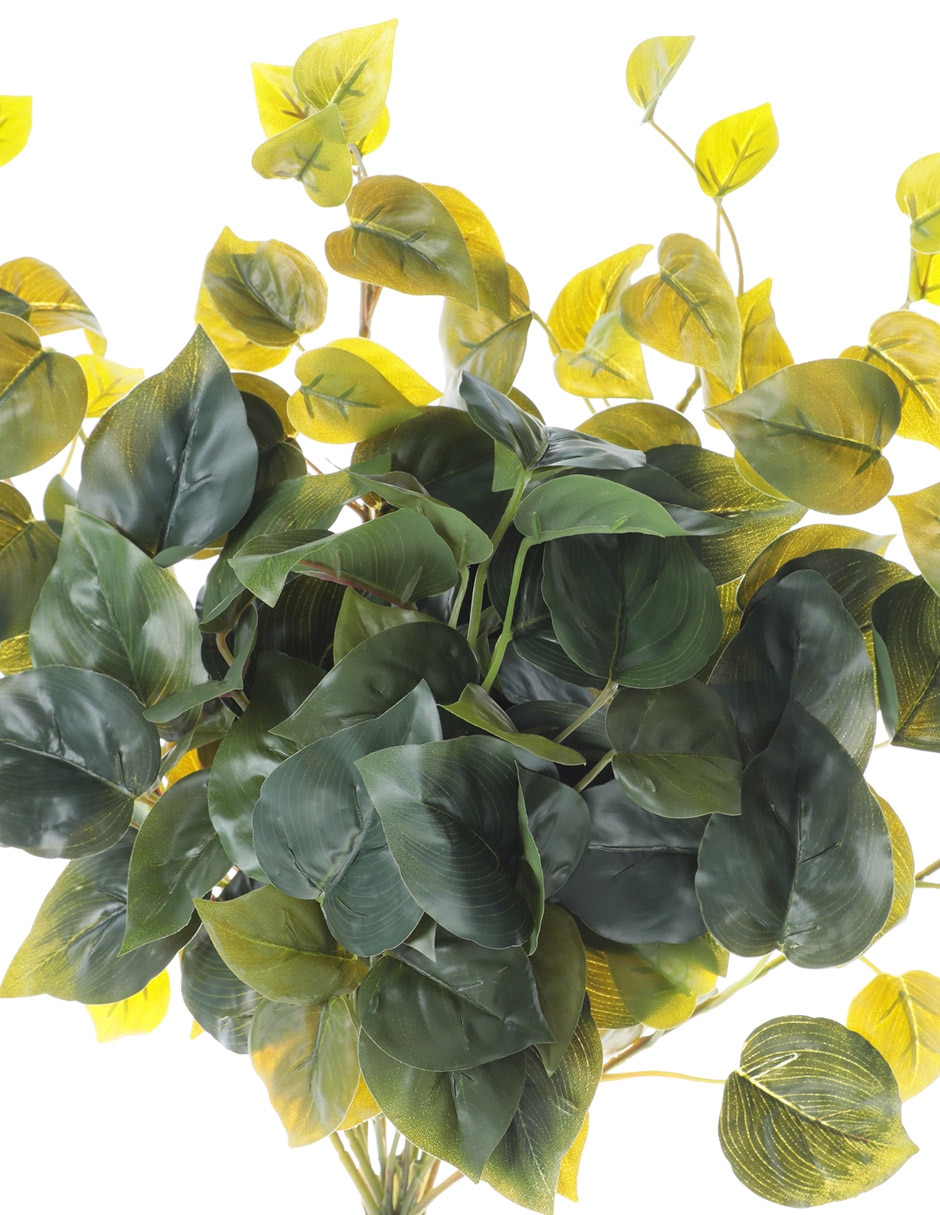 Ramo de pothos 2