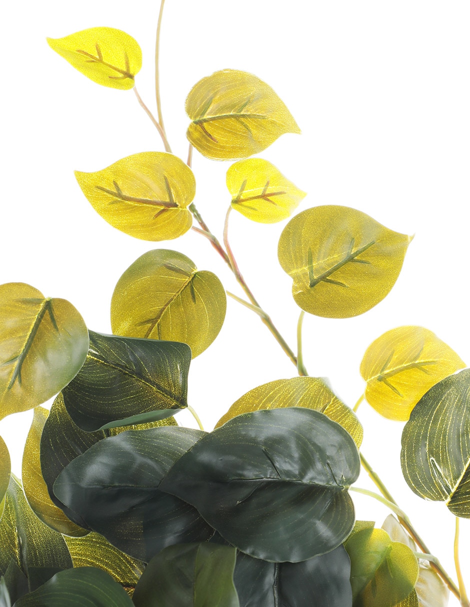 Ramo de pothos 3