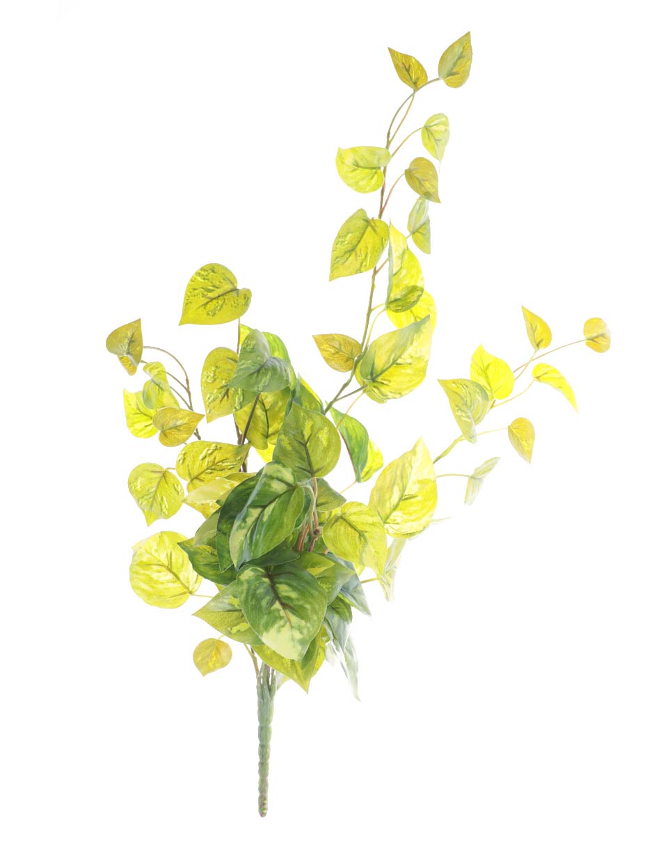 Ramo de pothos pick