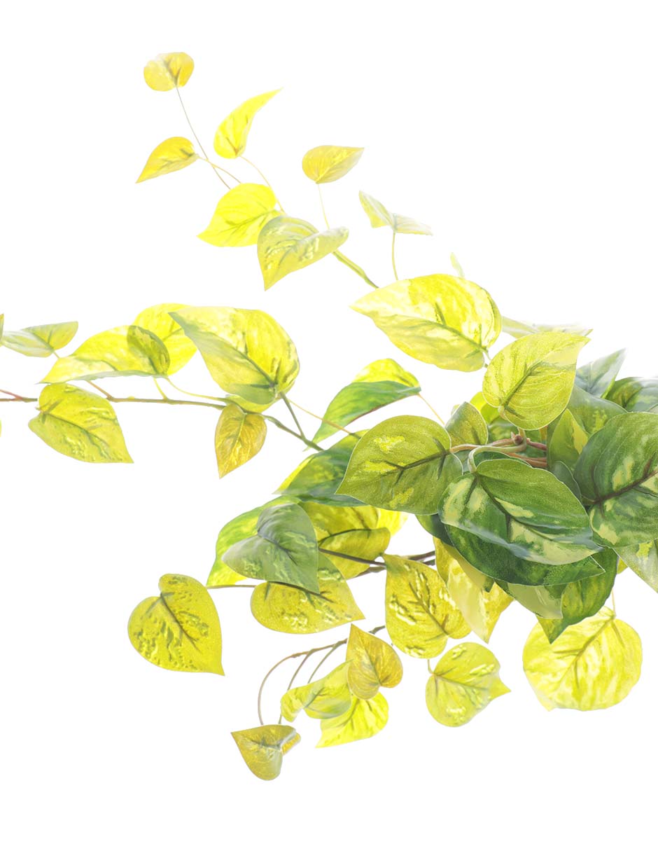Ramo de pothos pick 2