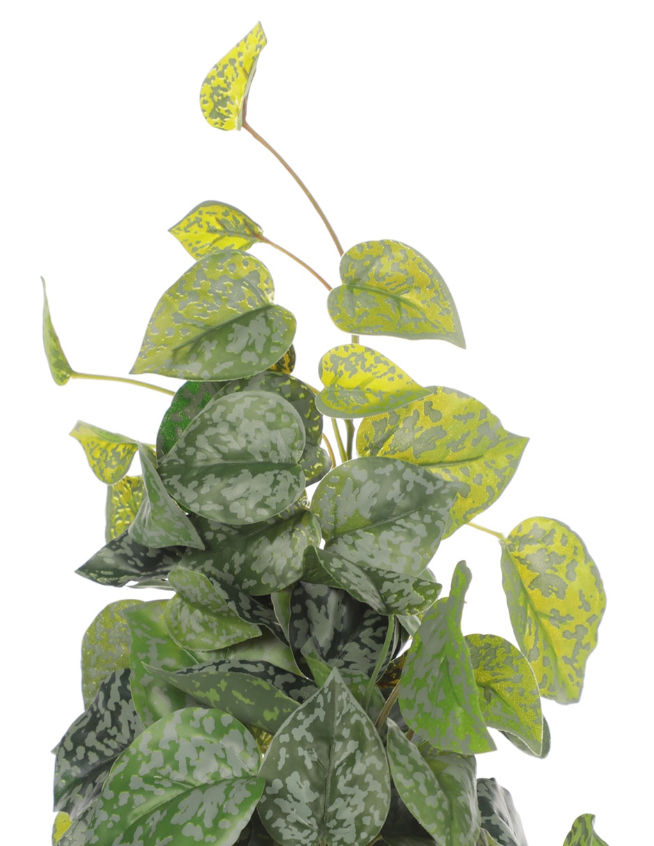 Pothos pick 2