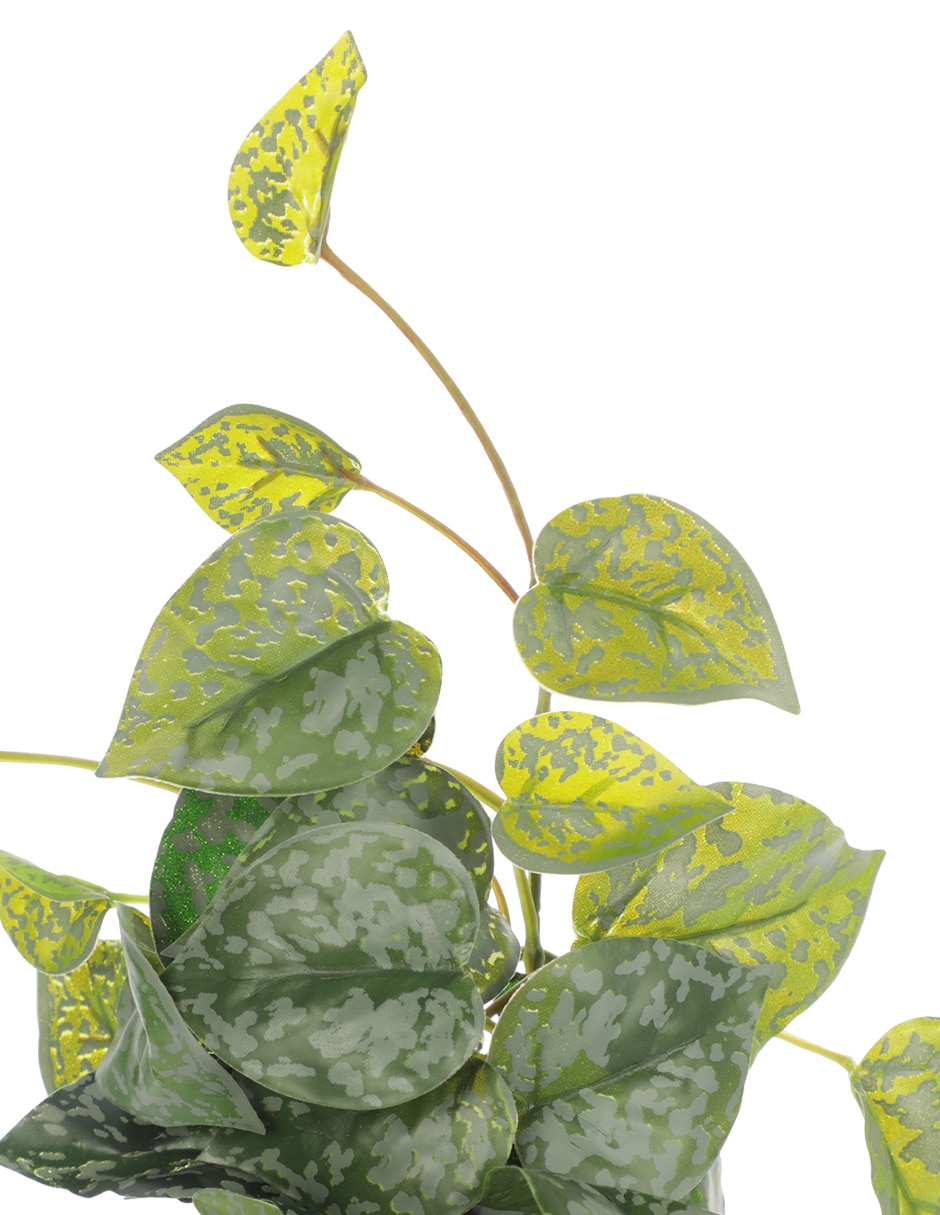 Pothos pick 3