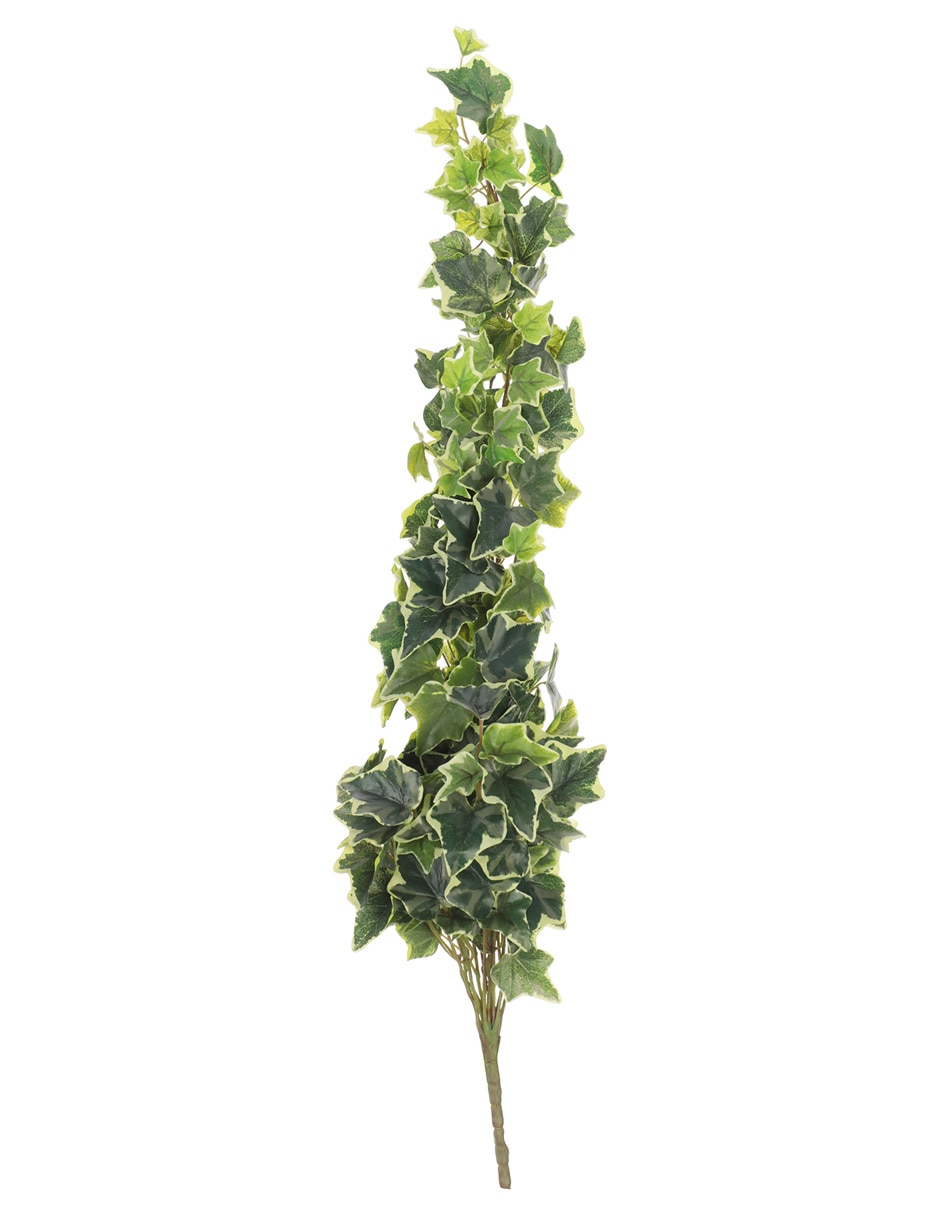Ramo de ivy pick