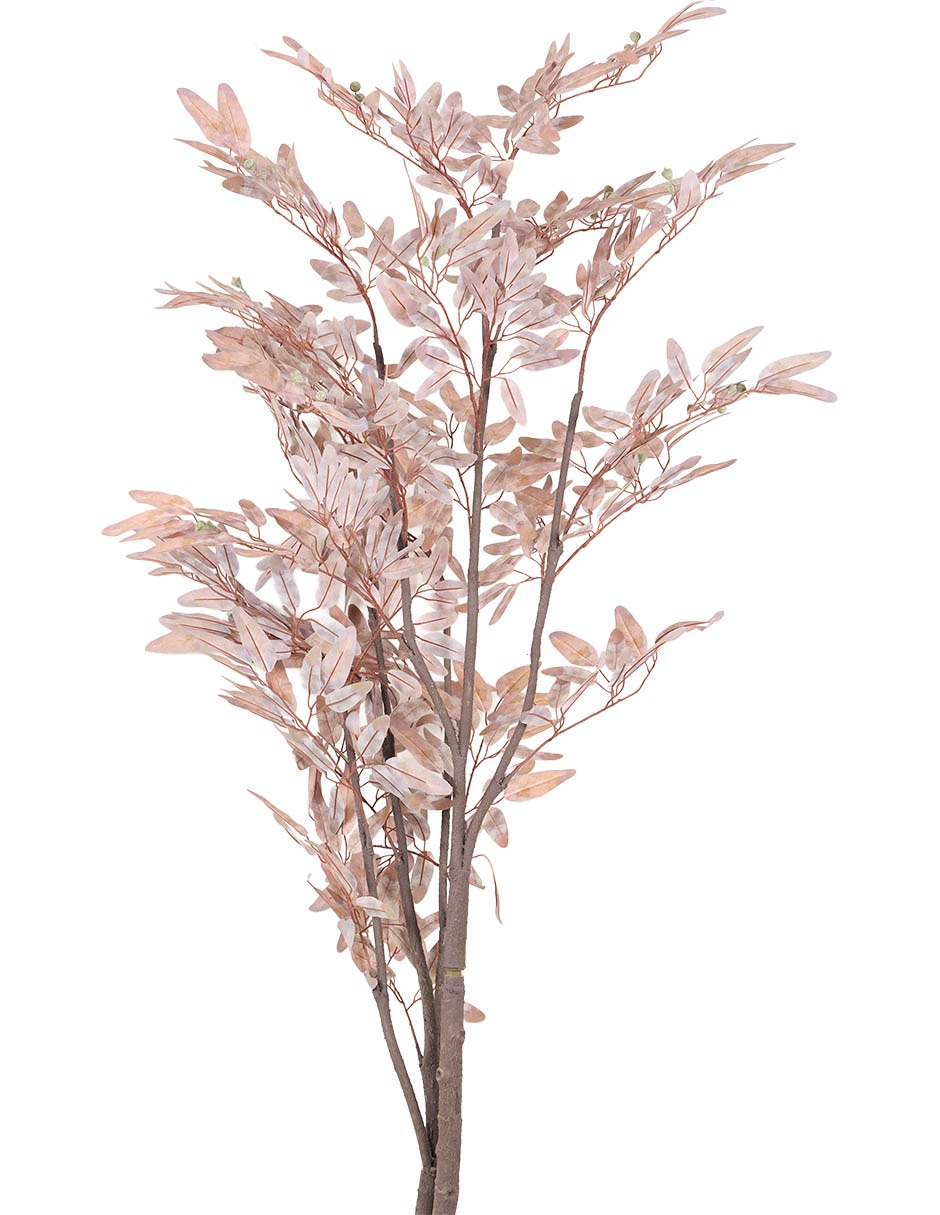 Árbol Eucalipto 2