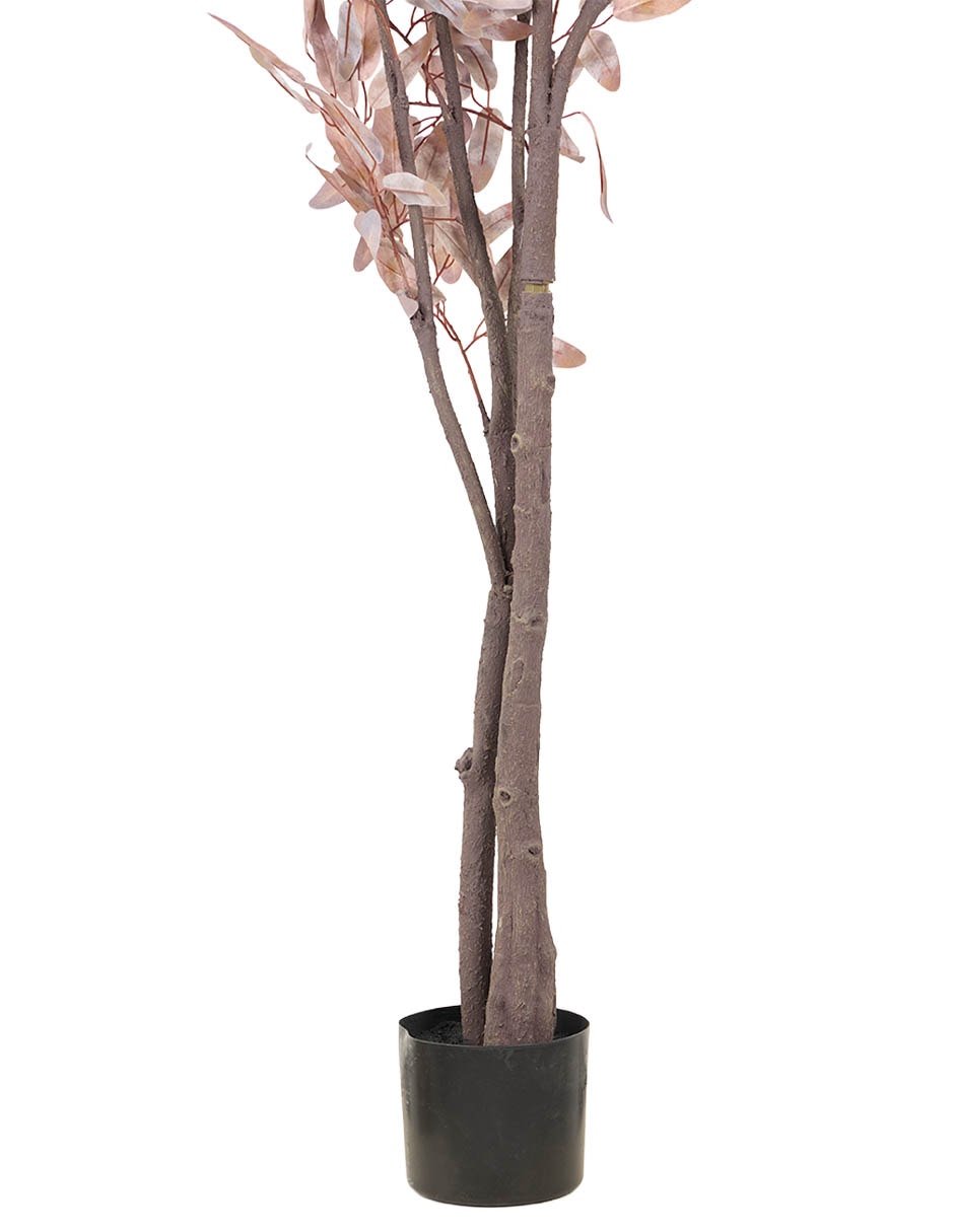 Árbol Eucalipto 3