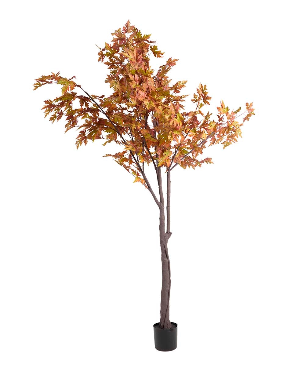 Maple 240 cm con maceta
