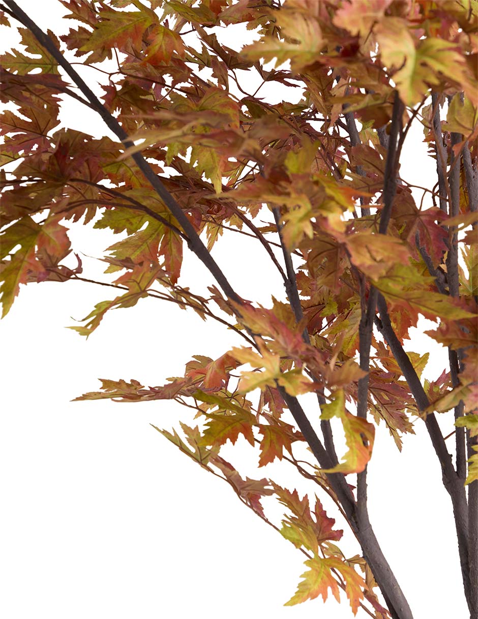 Maple 240 cm con maceta 2