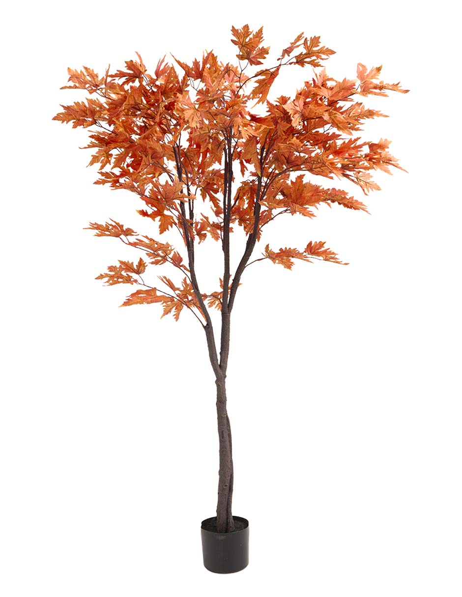 Maple 150 cm con maceta